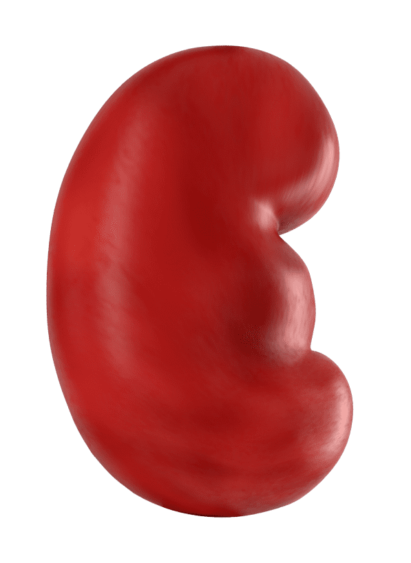 bud